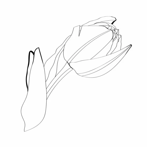 Tulips Flower Branch Leaves Black Outline White Background Spring Summer — Wektor stockowy