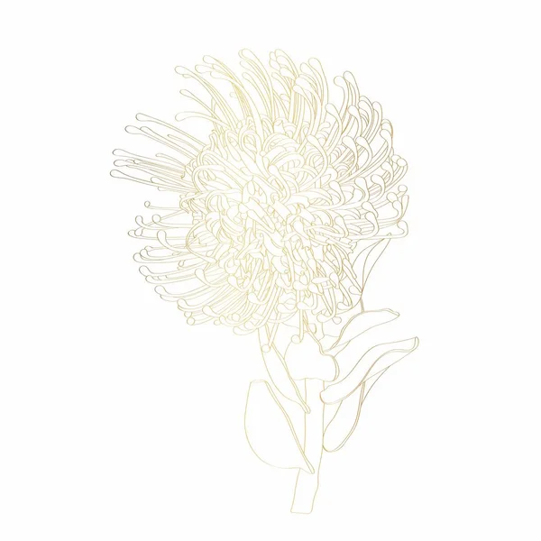 Leucospermum Protea Golden Outline White Background Spring Summer Flowers Design — Stockvector