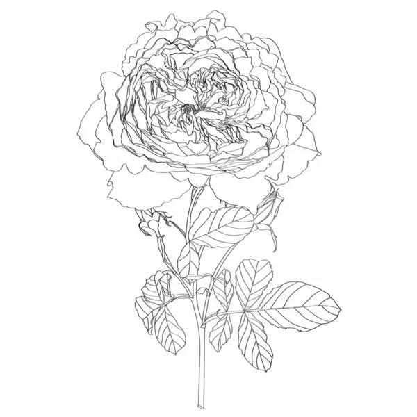Skica Floral Botany Branch Růže Kvetou Listy Line Art Bílém — Stockový vektor