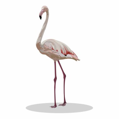 Egzotik beyaz kremalı flamingo kuşu. Ayrıntılı tasarım çizimi beyaz arkaplanda izole edildi. Valentine..