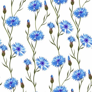 Beyaz bir arka planda basit bir Cornflower kır çiçekleri çiçek deseni.. 