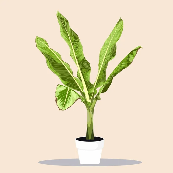 Bananenboom Met Bladeren Bloempot Palm Plant Binneninrichting Voor Interieur — Stockvector