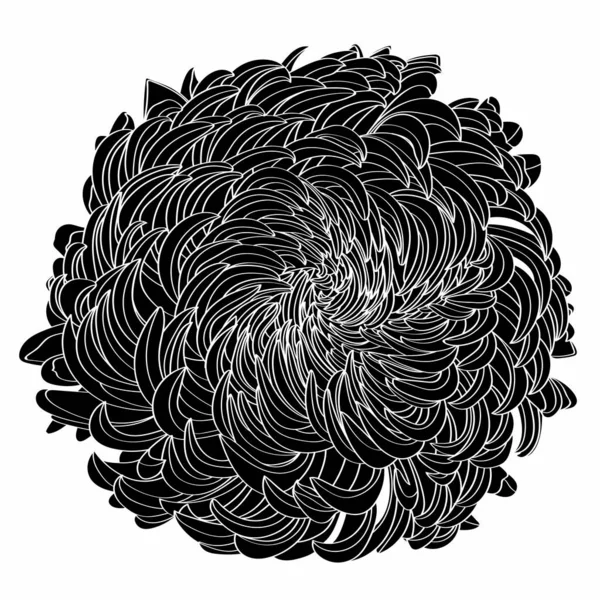 Schwarz Weiße Linienillustration Von Gänseblümchen Auf Weißem Hintergrund Blume Chrysanthemen — Stockvektor
