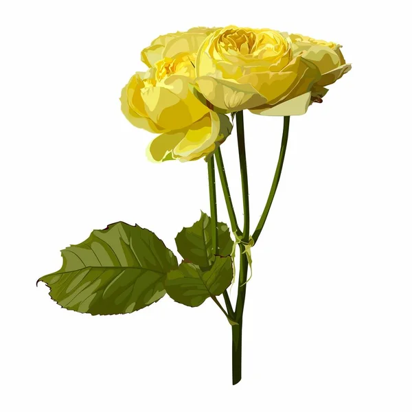 Fleur Rose Branche Plante Fleurs Jardin Rose Isolé Pour Décoration — Image vectorielle