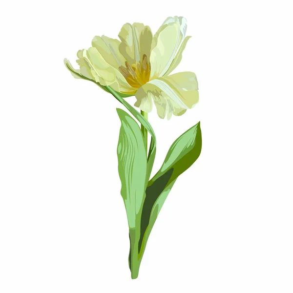 Tulipán Amarillo Primavera Aislado Sobre Fondo Blanco — Vector de stock