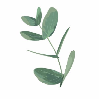 İzole olmuş gerçekçi okaliptüs yaprakları. Gümüş Dolar okaliptüs.