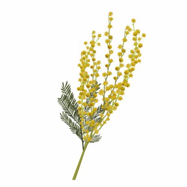 Elle çizilmiş element, mimoza dalı. Tasarımın, posterin, tebrik kartın, web pankartın için iyi bir fikir. Bahar çiçeği.