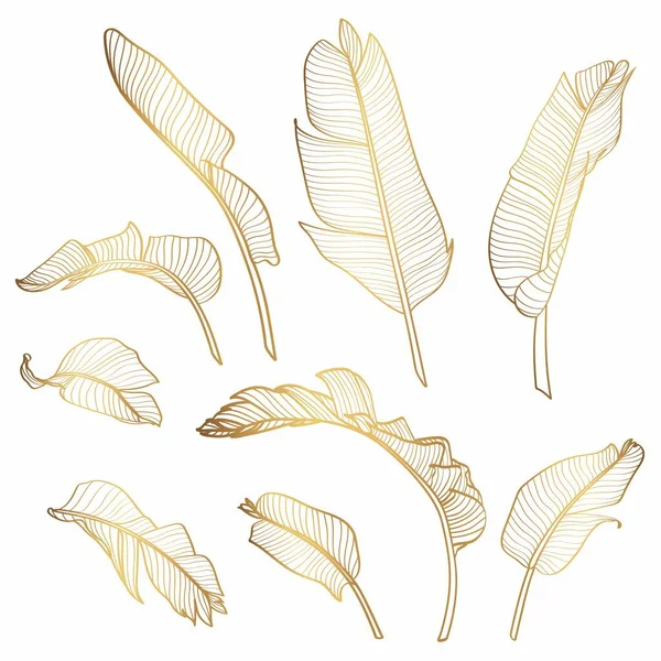 Золотистые Листья Бананов Tree Изолированы Белом Фоне Рисунок Пальмовых Листьев — стоковый вектор