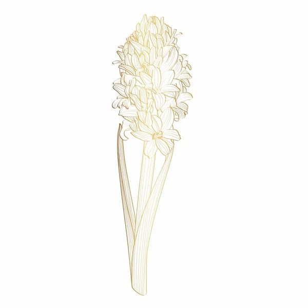 Gouden Decoratieve Bloem Hyacint Geïsoleerd Witte Achtergrond Bloemenelement Voor Voorjaarsontwerp — Stockvector