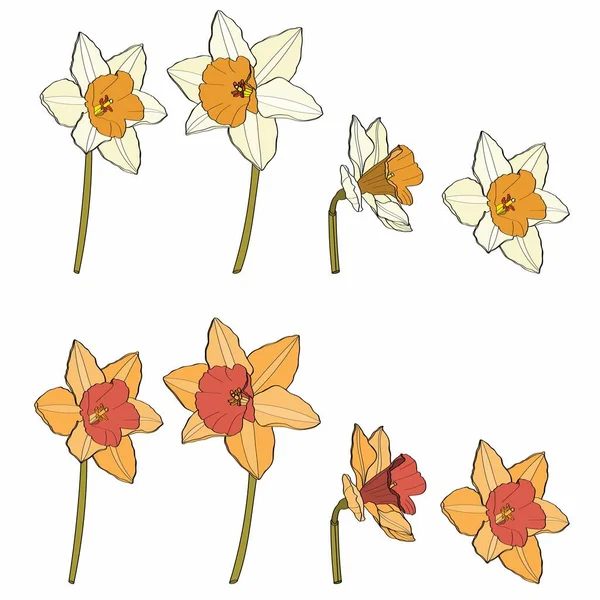 Dibujo Flores Narcisos Set Floral Dibujado Mano Bosquejo Botánico Tinta — Vector de stock