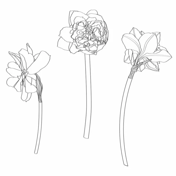 Desenho Flores Narcisos Conjunto Floral Desenhado Mão Esboço Tinta Preta —  Vetores de Stock