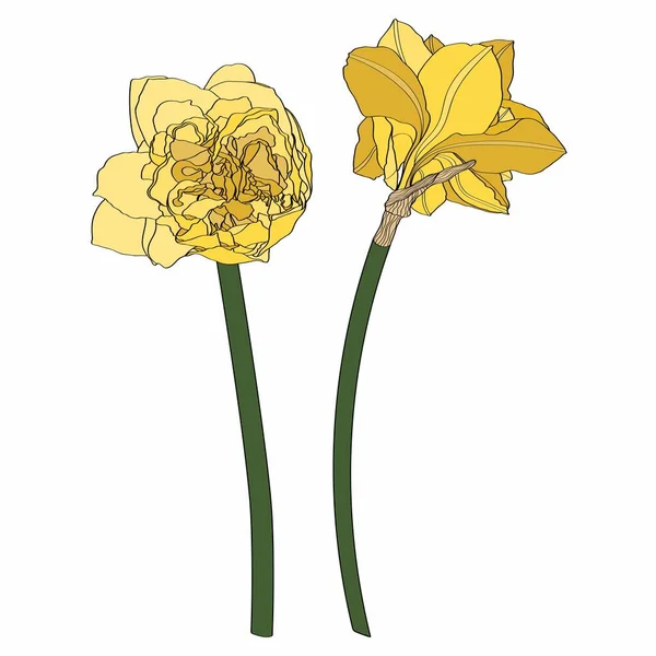 Dibujo Flores Narcisos Set Floral Dibujado Mano Bosquejo Botánico Tinta — Archivo Imágenes Vectoriales