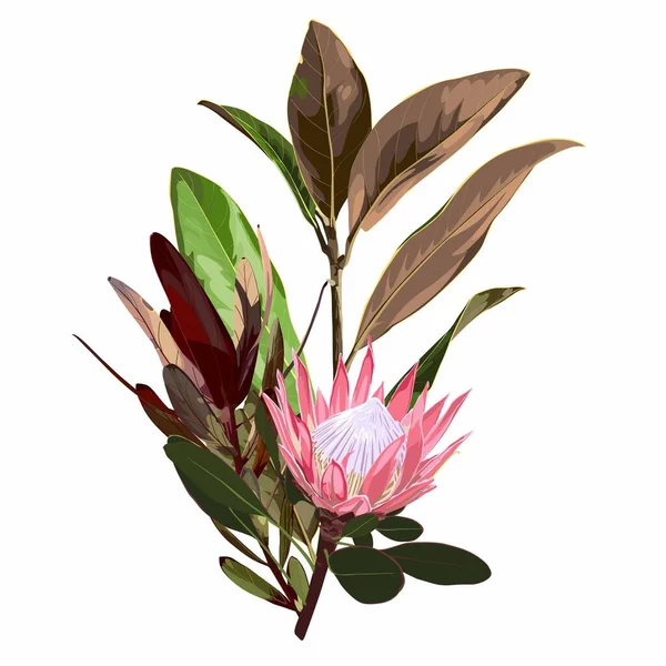 Handgezeichnete Illustration Einer Schönen Protea Leukadendron Blüten Magnolienzweig Bouquet Element — Stockvektor