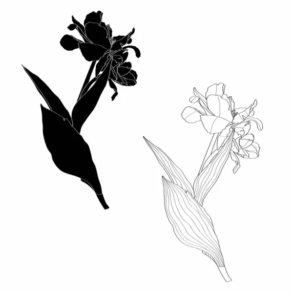 Tulipán Virágok Fekete Vázlat Fehér Háttéren Tavaszi Nyári Virágok Illusztráció — Stock Vector