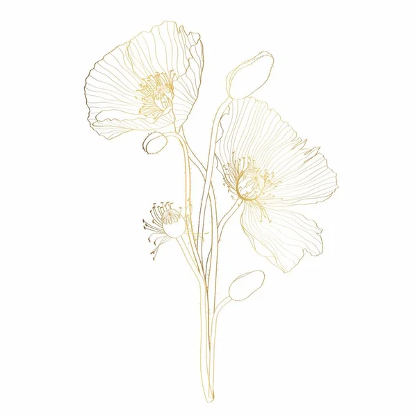 Elegant Decorative Golden Line Poppy Flowers Buds Design Element Floral — Image vectorielle