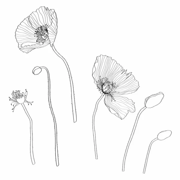 Line Art Poppies Black Wall Art Monochrome Floral Designe Element — стоковый вектор