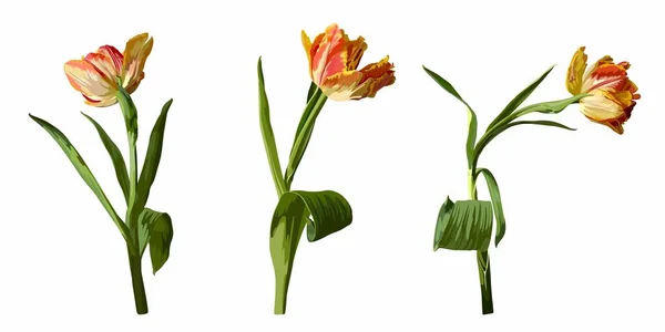 Set Orange Tulips Flowers Leaves Petals Hand Drawn Realistic Flowers — Image vectorielle