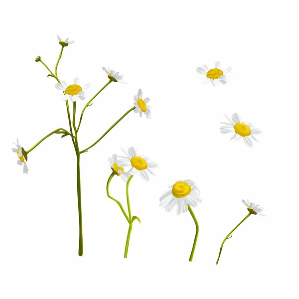 Chamomile Flowers Illustration White Daisy Flower Drawing Hand Drawn Floral — Stockvektor