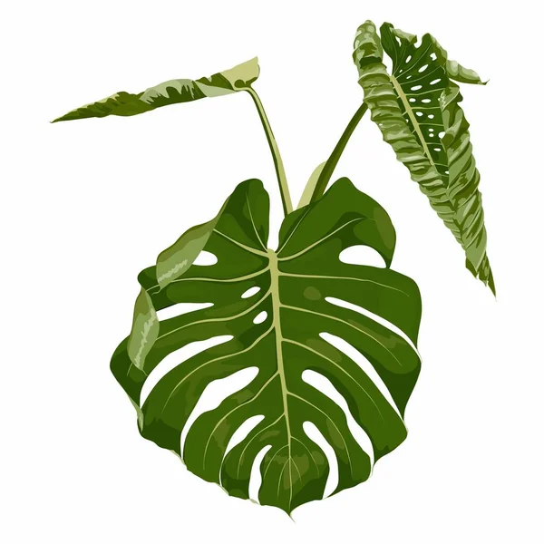 Realistic Tropical Monstera Leaves Composition Exotic Plan Tropical Leaf Palm — Stock Vector