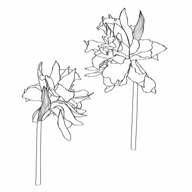 Nergisler çiçek çiziyor. El çizimi çiçek seti. Botanik siyah mürekkep eskizi. Davetiyeler, tebrik kartları, dekorasyon için harika.. 