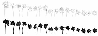 Nergis çiçekleri büyük bir set. El çizimi çiçek çizimi. Botanik siyah mürekkep eskizi. Davetiyeler, tebrik kartları, dekorasyon için harika.. 