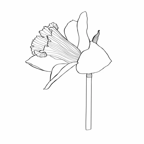 Kresba Květin Daffodil Ručně Kreslené Květinové Ilustrace Botanická Kresba Černého — Stockový vektor