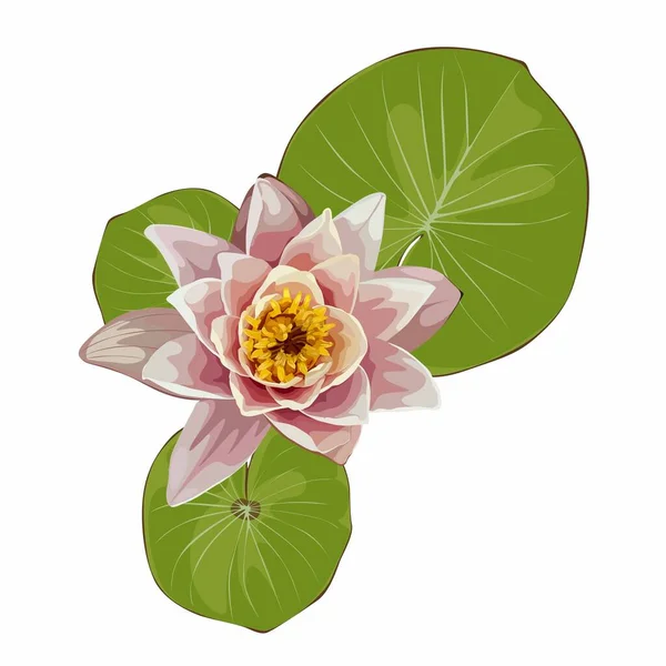 Set Lotus Flower Waterlily Nymphaea Nouchali Leaf Botanical Illustrations — Vector de stock