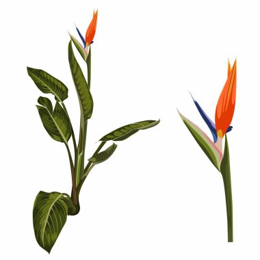 Strelitzia reginae çiçeği (cennet kuşu, turna çiçeği). Beyaz üzerine izole edilmiş turuncu tropik çiçek bitkisi. Yeşil yapraklar, turuncu ve mor çiçek dizayn seti. Güney Afrika bitkisi.
