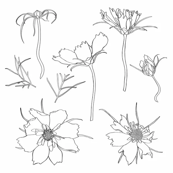 Sketch Floral Botany Collection Cosmos Flower Drawings Black White Line — Wektor stockowy