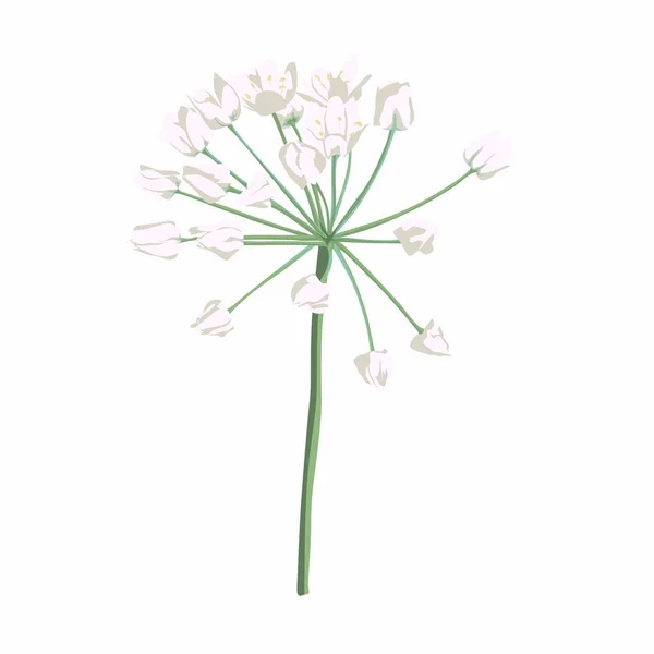 White Allium Flower Allium White Object Flower Onion Illustration Ramson — Vector de stock