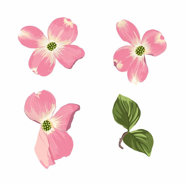 Pink Dogwood Cornus Florida Hand Drawn Illustration Blooming Dogwood Flowers —  Vetores de Stock