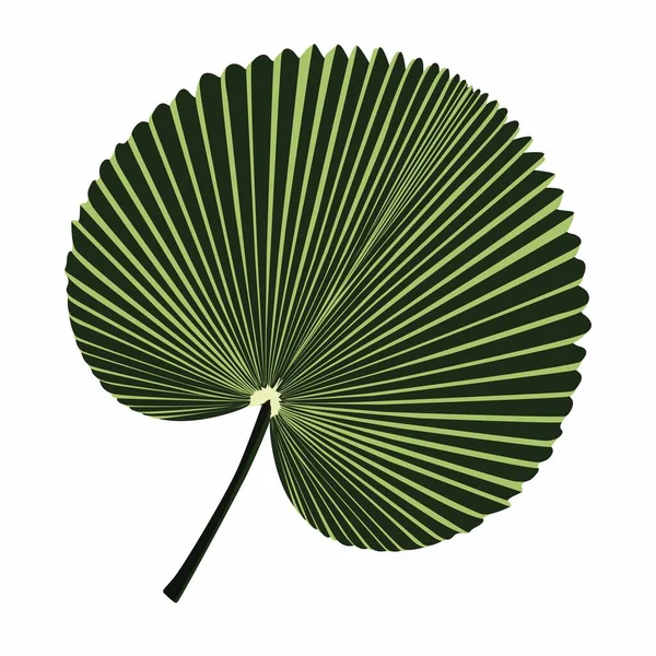 Exotische Plant Van Palmetto Bloem Geïsoleerde Tropische Bladeren Van Zomer — Stockvector
