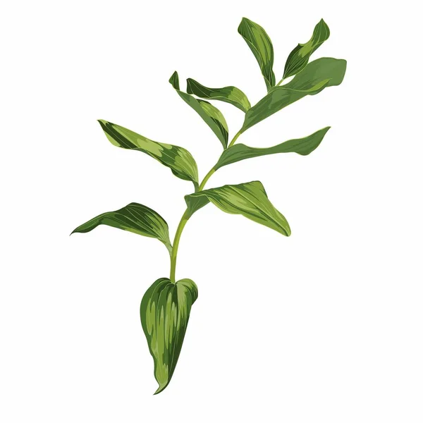 Segel Solomon Polygonatum Multiflorum Tanaman Obat Ilustrasi Botani Gambar Tangan - Stok Vektor