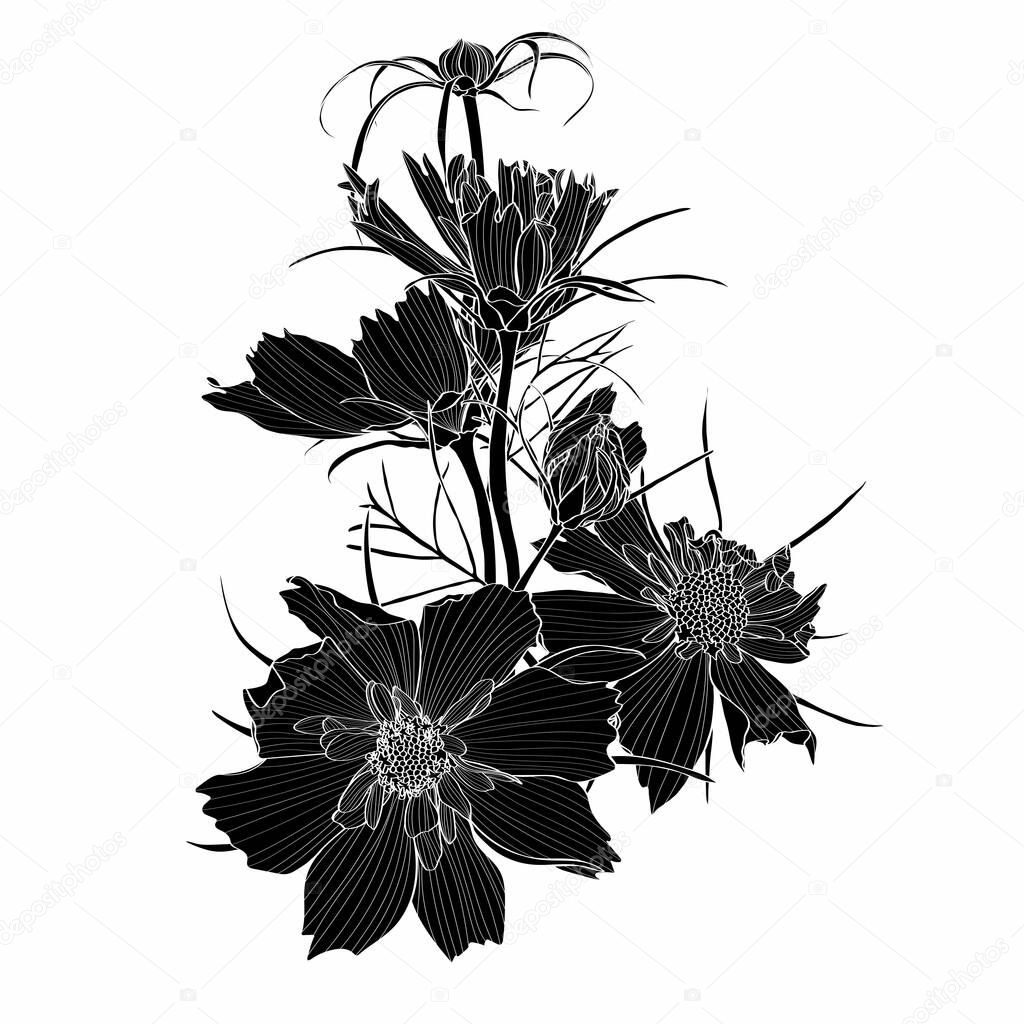 Sketch Floral Botany Collection. Cosmos flower drawings. Black and white, golden with line art on white backgrounds. Hand Drawn Botanical Illustrations.