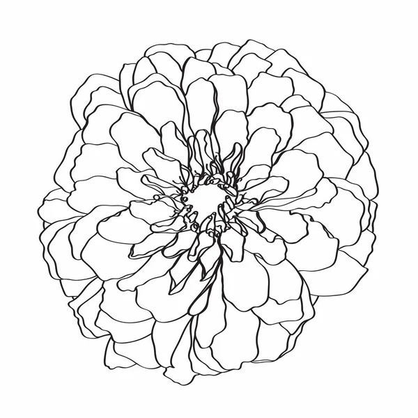 Black White Line Drawing Zinnia Flowers Daisy Hand Drawn Sketch — ストックベクタ