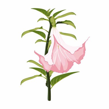 Angel's trumpets. Brugmansia flowers. Brugmansia suaveolens medicinal flower pink Angel's Trumpet on a white background.