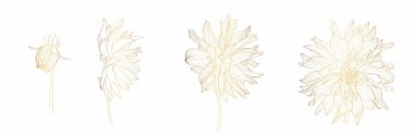 Altın bir çiçeğin çizgili resmi, tomurcuk ve Dahlia 'yı terk ediyor. Beyaz arka planda izole edilmiş. Yaz tasarımı ve kart şablonu için çiçek desenli kontür biçimi.