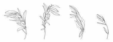 Zeytin dalı. İzole illüstrasyon elementi. Yaprak ve şube seti. Ana hatlarıyla Palm leaf ve Minimalist tarzında zeytin dalı. Salonlara, posterlere baskı yapmak için bir logo yaratmak için bir illüstrasyon.