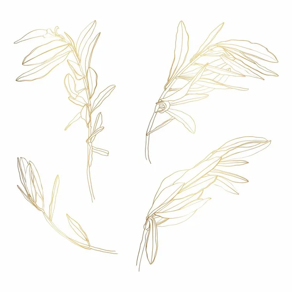 Zlatá Olivová Větev Izolovaný Ilustrační Prvek Obrys Palm Leaf Olive — Stockový vektor