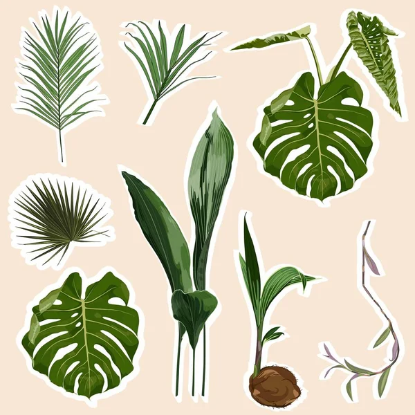 Set Stickers Icons Tropical Palm Leaves Monstera Plants Illustration — Stock Vector