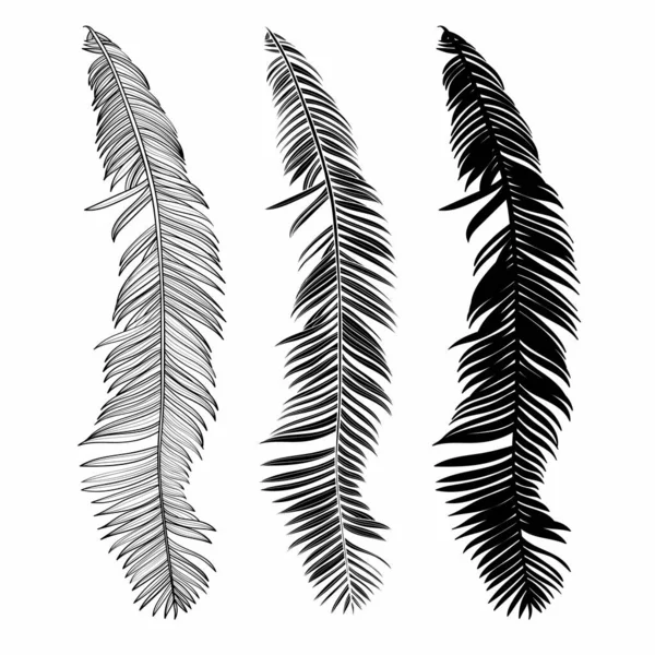 Hojas Palmera Blanco Negro Con Ilustración Línea Dibujo Aislado Sobre — Vector de stock