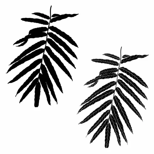 棕榈叶 黑色和白色与画线艺术插图 在白色背景下被隔离 — 图库矢量图片