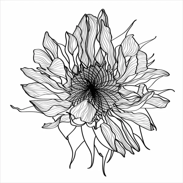 白のヒマワリの植物図 ヴィンテージ花クリップアート 手描き 花のドローイングと線画白地に孤立 — ストックベクタ