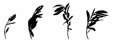 Zeytin dalı. İzole illüstrasyon elementi. Yaprak ve şube seti. Ana hatlarıyla Palm leaf ve Minimalist tarzında zeytin dalı. Salonlara, posterlere baskı yapmak için bir logo yaratmak için bir illüstrasyon.