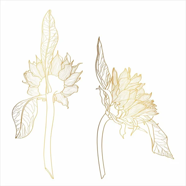 金线向日葵植物图解 老式花束艺术 以白色背景为背景的线条艺术的花卉绘画和素描 — 图库矢量图片