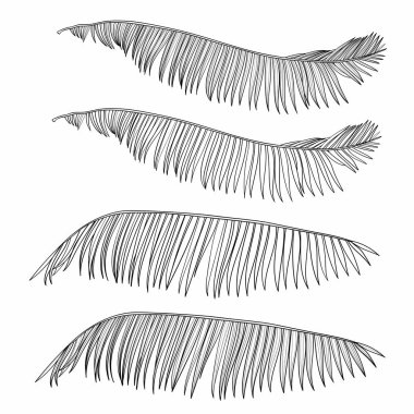 Palmiye yaprakları, siyah çizgi ve resim çizimi. Beyaz arkaplanda izole edilmiş.