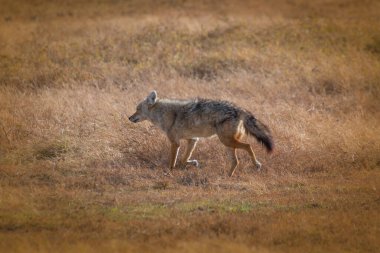 Ngorongoro Krateri Koruma Alanı 'nın çayırlarında izole edilmiş bir çakal. Safari konsepti. Tanzanya 'da. Afrika
