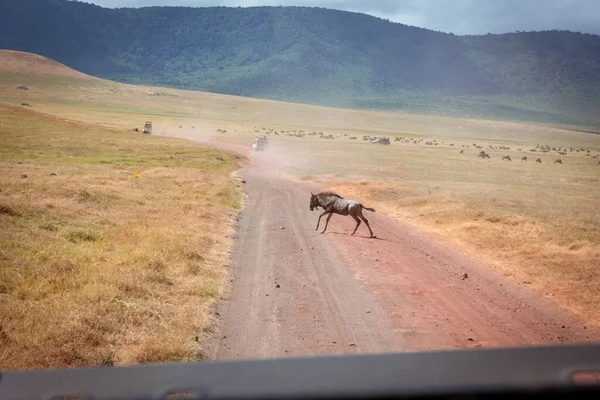 Wildebeest Isolato Connochaetes Che Attraversa Sentiero Nella Zona Conservazione Delle — Foto Stock