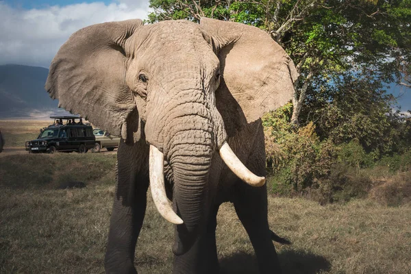 Elefante Macho Adulto Isolado Elephantidae Jipes Safári Vida Selvagem Área — Fotografia de Stock