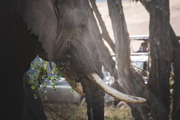 Close Geïsoleerde Grote Volwassen Mannetjesolifant Elephantidae Het Grasland Van Ngorongoro — Stockfoto